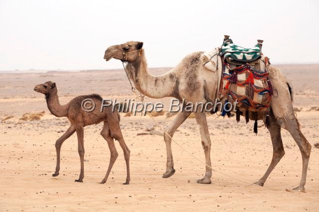 egypte desert libyque 28.JPG - Dromadaire et son petit à proximité de l'oasis de FarafraDésert libyque, Egypte